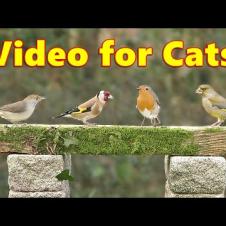 Cat TV ~ Birds on Stage Stimulation Videos for Cats to Watch