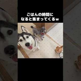 ごはんの時間になると犬と子猫が集まってくる...笑#shorts