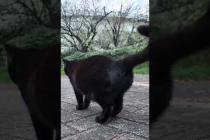 寄ってきたかと思ったらやっぱり逃げる公園の猫たち