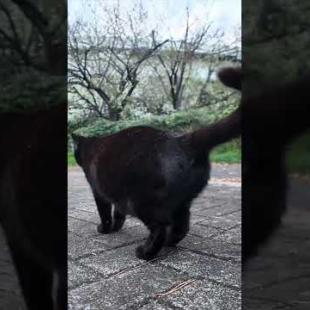 寄ってきたかと思ったらやっぱり逃げる公園の猫たち