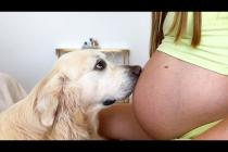 Dog Shows Love to Pregnant Woman