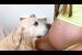 Dog Shows Love to Pregnant Woman