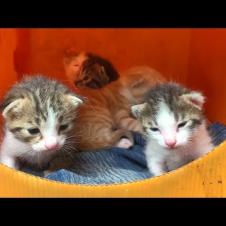 Homeless hungry kittens waiting for mother cat