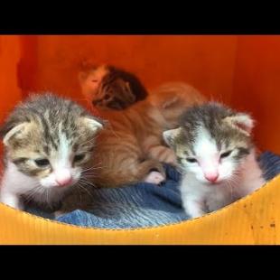 Homeless hungry kittens waiting for mother cat