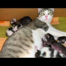 Your Heart Will Melt While Watching 💕 Mother Cat Breastfeeding Her Kittens