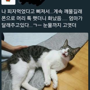 삐져서 우는 고양이