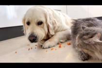 Golden Retriever Won’t Share His Carrots With the Cat 😂🥕