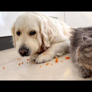 Golden Retriever Won’t Share His Carrots With the Cat 😂🥕