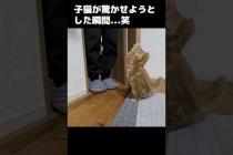 飼い主を驚かせようとする子猫がこちら...笑#shorts