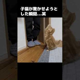 飼い主を驚かせようとする子猫がこちら...笑#shorts