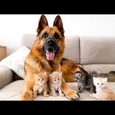 The German Shepherd is the Best Friend for Kittens