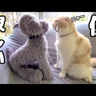 最愛の犬がお出かけ中に寂しくてぬいぐるみに話しかけていた子猫がこちら...