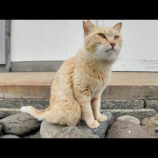 道の真中で寝ていた猫ちゃん、道路脇の段に座ると隣に寄って来たのでちゅーるをやった