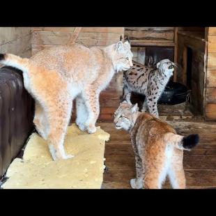 ОБЪЕДИНЕНИЕ ТРЁХ РЫСЕЙ / Купание кота Бегемота