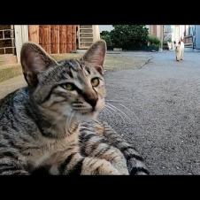 路地裏でキジトラ子猫をナデナデしたら遠くから別の子猫もモフられに歩いてきた