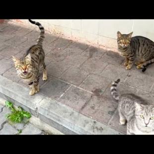 The large gang of cats living on the street called out to me by meowing