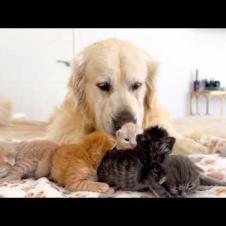 Tiny Kittens have the Best Babysitter - Adorable Golden Retriever!