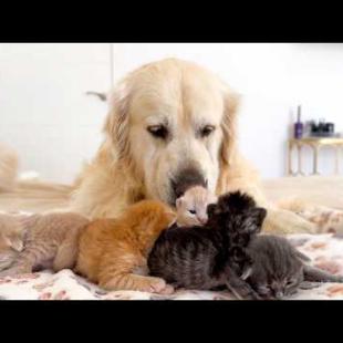 Tiny Kittens have the Best Babysitter - Adorable Golden Retriever!