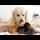 Tiny Kittens have the Best Babysitter - Adorable Golden Retriever!