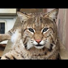 БОБКЭТ РУФУС ИЗДАЛ РЫК КАК ПУМА / Бобриха впервые заговорила