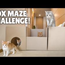 Box Maze Challenge! Think Outside the Box! | Kittisaurus