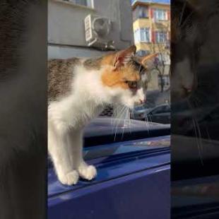Cute cat waiting for prey on the car, meow #shorts #cat #kitten #animals #cats #kittens