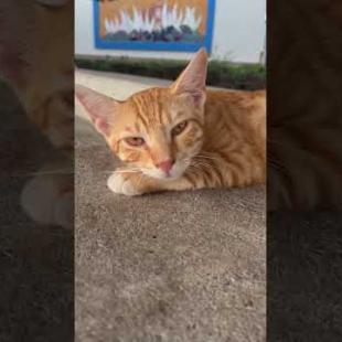 🐾 Cute Kitten Waking Up 😻 | Good Morning Kitten!#shorts #kitten #cat #catlove #cute #animals