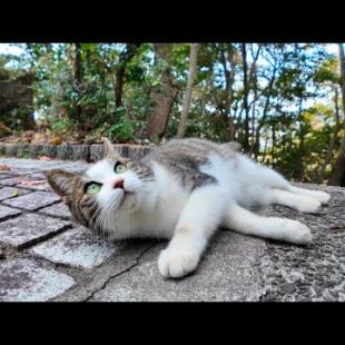 海辺の神社で猫に境内の裏を案内して貰った