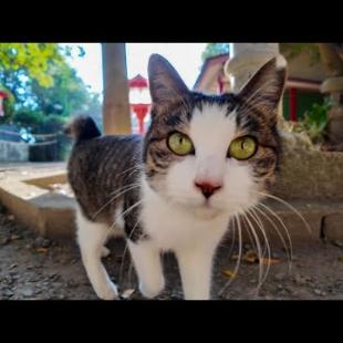 海沿いの小道で出会った猫が神社まで案内してくれました。