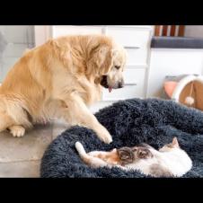 Mom Cat with Tiny Kittens Stole a Golden Retriever's Bed