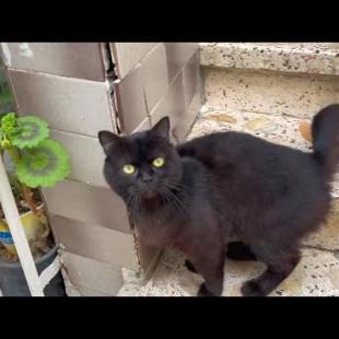 Abandoned house cat has trouble trusting humans