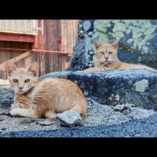 港町の路地裏で石碑の前に佇む茶トラ猫親子がかわいすぎた