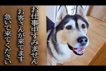 突然のお客さんの訪問に大喜びの犬と猫がこちらです...