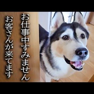 突然のお客さんの訪問に大喜びの犬と猫がこちらです...