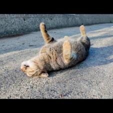 石段下の猫を撫でたら喜んで通りに出てブレイクダンス始めた！🐾✨