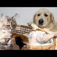 Golden Retriever is Amazed by Mother Cat and Her Tiny Newborn Kittens!