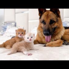 German Shepherd Wants to be a Friend for Tiny Kittens