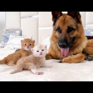 German Shepherd Wants to be a Friend for Tiny Kittens