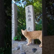 神社の参道にいた茶トラ猫ちゃんがカワイイ#猫