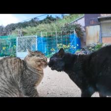 港に集まってくる猫たち、何故か黒猫がケンカを始める