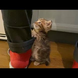 ミルクが待ちきれなくて台所へ来る赤ちゃん猫