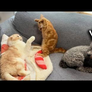 つまみ食いがバレた子猫が...まさかの謝罪スタイルに先輩猫も絶句。