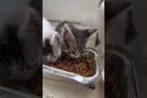 😻 😻 Mother cat and her kittens are very hungry #cat #short #catvideos #animals #cute