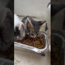 😻 😻 Mother cat and her kittens are very hungry #cat #short #catvideos #animals #cute