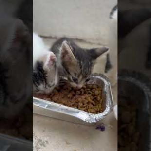 😻 😻 Mother cat and her kittens are very hungry #cat #short #catvideos #animals #cute