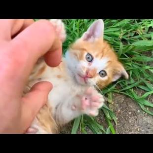The kitten's little yellow furry paws are holding my hand, as if telling me not to go