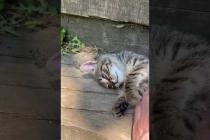 Cute tabby kitten loves a tummy rub #shorts #catshorts #cats #cat #kitten #catlovers #catsofyoutube