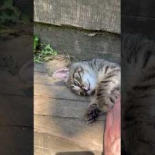 Cute tabby kitten loves a tummy rub #shorts #catshorts #cats #cat #kitten #catlovers #catsofyoutube