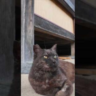 ⛩️神社の守り猫がかわいすぎて無限リピ🐈‍⬛💘