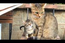 🐾❤️ The Purest Form of Love! Mother Cat Speaks from the Heart to Her Kittens